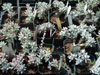 Dudleya gnoma