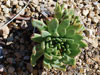 Dudleya greenei