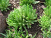 Dudleya guadalupensis