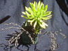 Dudleya guadalupensis