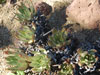 Dudleya ingens