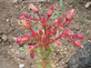 Dudleya ingens