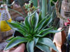 Dudleya lanceolata