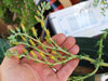 Dudleya lanceolata