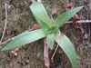 Dudleya lanceolata