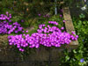 Delosperma lavisiae