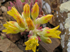 Dudleya linearis