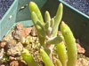 Dudleya multicaulis