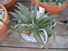 Dyckia platyphylla