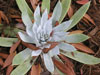 Dudleya pulverulenta