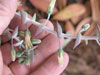 Dudleya pulverulenta