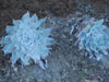 Dudleya pulverulenta