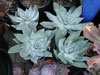 Dudleya pulverulenta