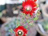 Drosanthemum speciosum