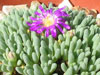 Delosperma sphalmanthoides