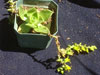 Dudleya stolonifera