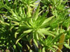 Dudleya virens