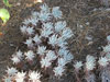 Dudleya virens