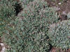 Dudleya virens