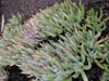 Dudleya virens