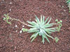 Dudleya virens