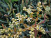 Dudleya virens