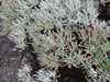 Dudleya virens