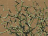 Decarya madagascariensis