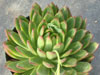 Echeveria agavoides