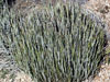 Euphorbia antisyphilitica