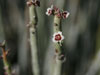 Euphorbia antisyphilitica