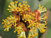 Euphorbia arbuscula