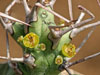 Euphorbia atrox