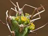 Euphorbia atrox