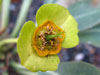 Euphorbia bupleurifolia