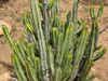 Euphorbia canariensis