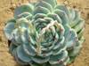 Echeveria colorata