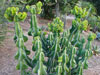 Euphorbia cooperi