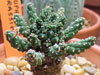 Euphorbia crassipes