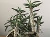 Euphorbia cylindrifolia