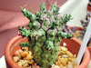 Euphorbia decepta