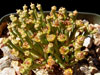 Euphorbia decidua