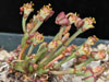 Euphorbia decidua