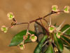 Euphorbia delphinensis