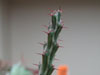 Euphorbia dichroa