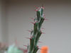 Euphorbia dichroa