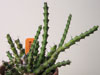 Euphorbia dichroa