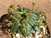 Euphorbia ecklonii