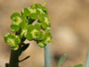 Euphorbia fasciculata