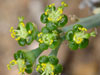 Euphorbia fasciculata